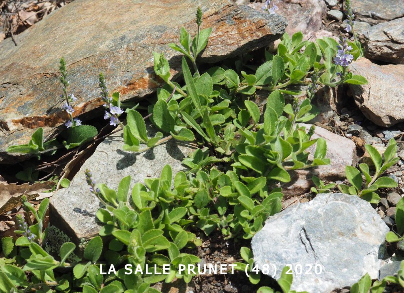 Speedwell, Common plant